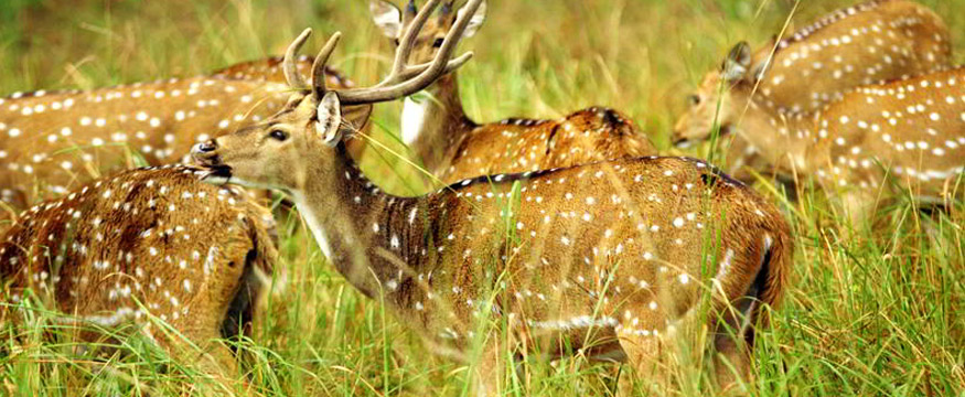 Wildlife Tour of Madhya Pradesh- Jungle safari in Kanha & Bandhavgarh