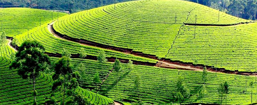 3 Nights 4 Dasy Coonoor With Ooty Honeymoon Package @ Best Cost