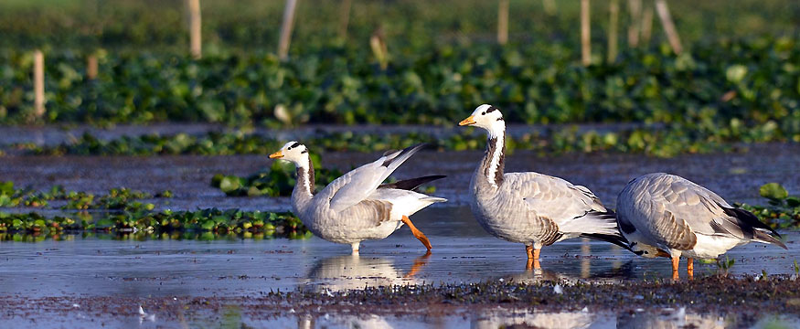 Assam Birdwatching Tour - East Assam & Mishmi Hills