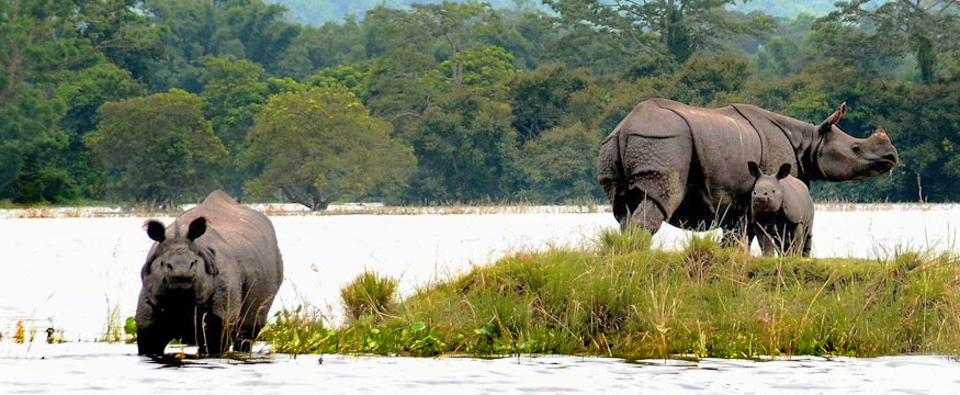 Book Real Wildlife Tour of North East India