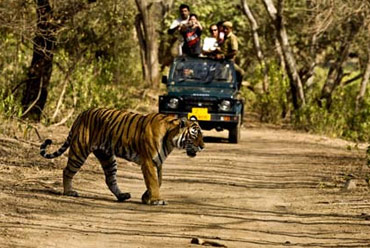 golden triangle tiger tour with bird watching
