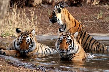 Chittor with Ranthambore Tour