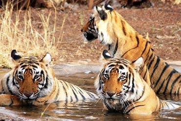 Wildlife and Cultural Highlights of India