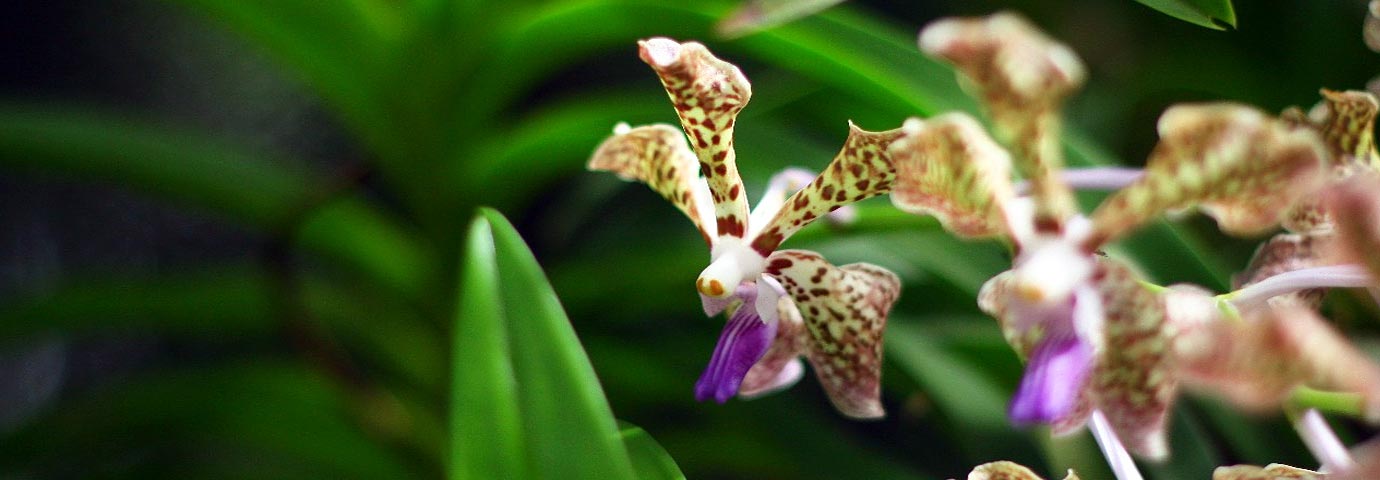 India Orchidarium Botanical Garden