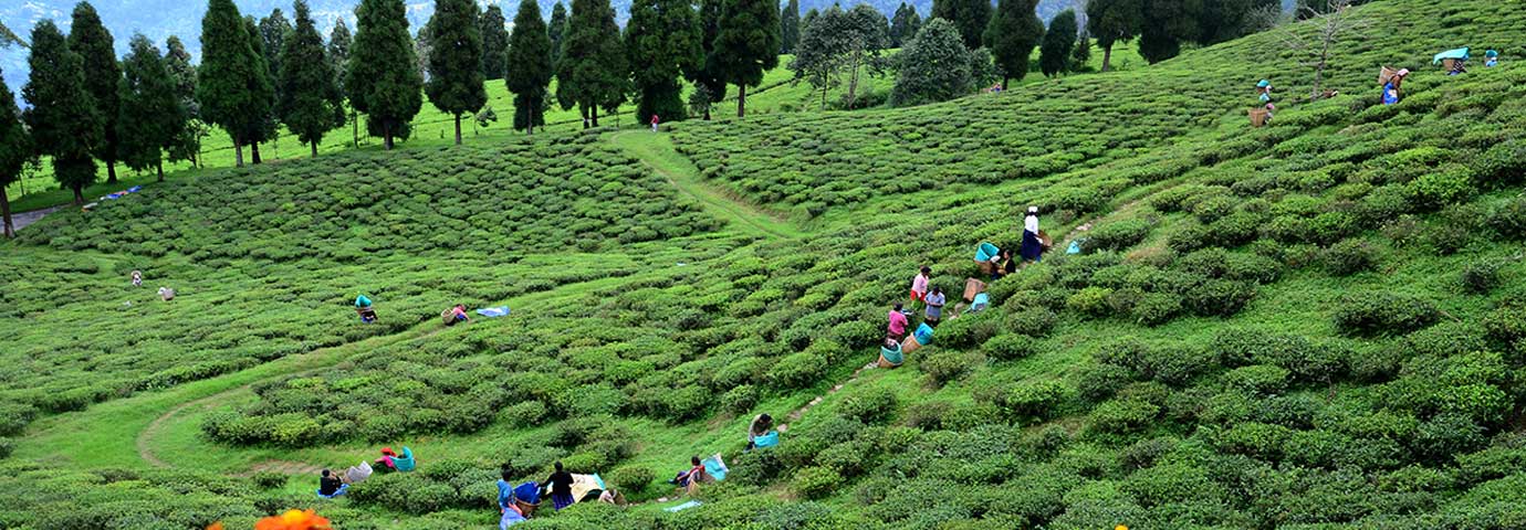 Temi Tea Garden: A Guide To Sikkim's Most Popular Tea Garden