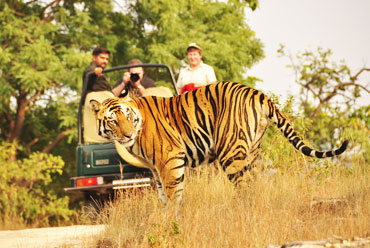 Bandhavgarh National Park, Madhya Pradesh | Wildlife in india