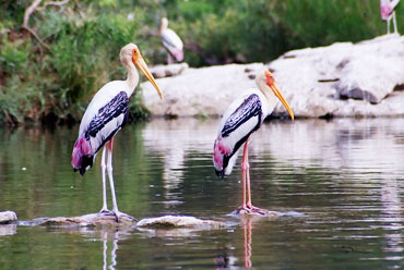 Bharatpur Bird Sanctuary | Keoladeo National Park