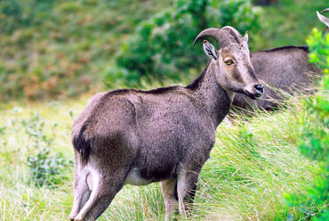 Eravikulam National Park, Kerala | Wildlife in india