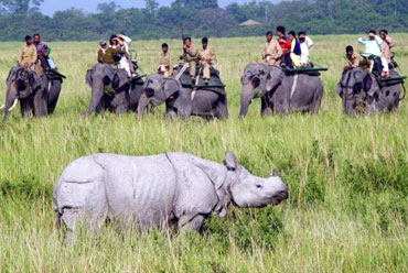 Kaziranga National Park- Things to Do in Assam