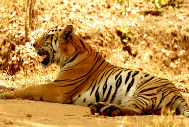 Manas National Park | Tiger Reserve | Tourist Attraction