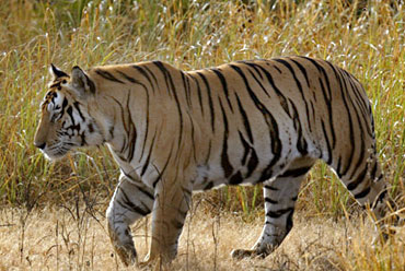 Pench National Park , Madhya Pradesh | Wildlife in india