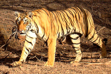 Simlipal National Park, Orissa | Wildlife in india